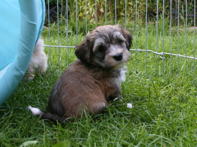 Bichon Havanais hvalpe hos Kennel Miki Nanoq